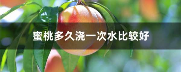 蜜桃多久浇一次水比较好