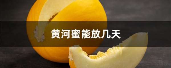 黄河蜜能放几天