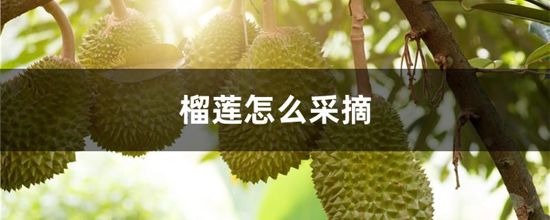 榴莲怎么采摘