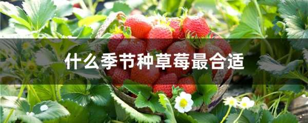 什么季节种草莓最合适