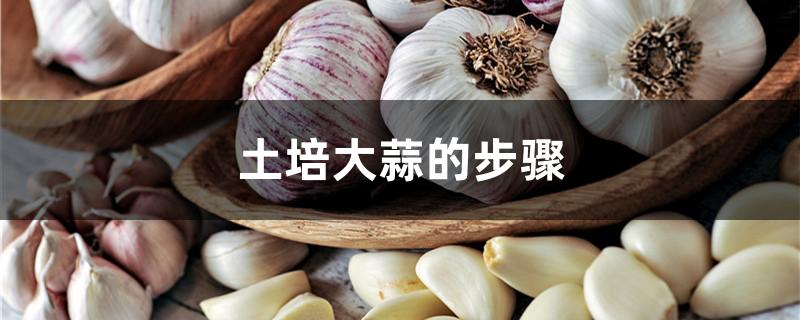 土培大蒜的步骤