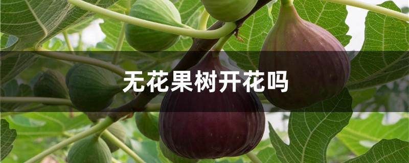 无花果树开花吗