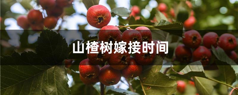 山楂树嫁接时间