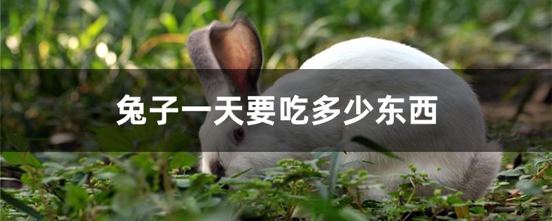 兔子一天要吃多少东西