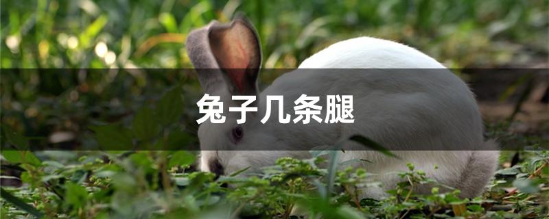 兔子有几条腿