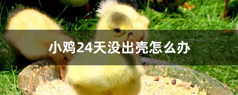 小鸡24天没出壳怎么办