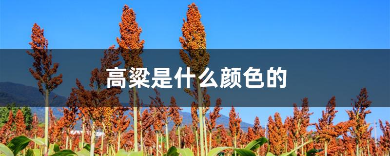 高粱是什么颜色的
