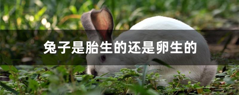 兔子是胎生的还是卵生的