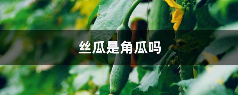 丝瓜是角瓜吗