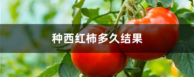 种西红柿多久结果