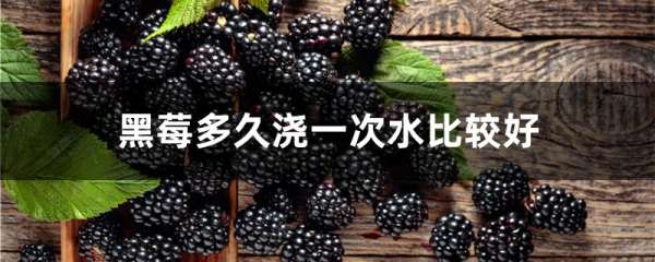 黑莓多久浇一次水比较好