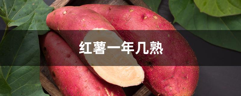 红薯一年几熟