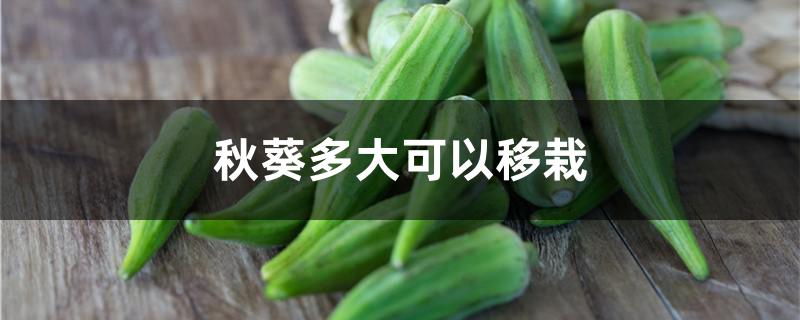 秋葵多大可以移栽