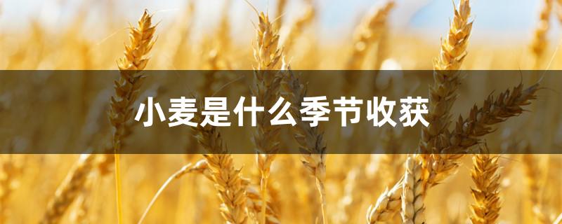 小麦是什么季节收获