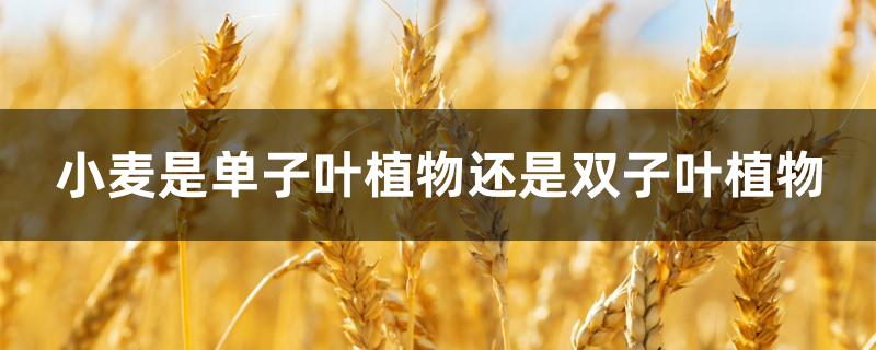 小麦是单子叶植物还是双子叶植物