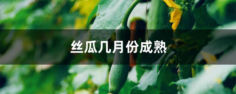 丝瓜几月份成熟