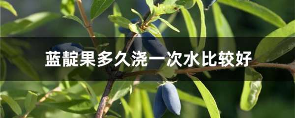 蓝靛果多久浇一次水比较好