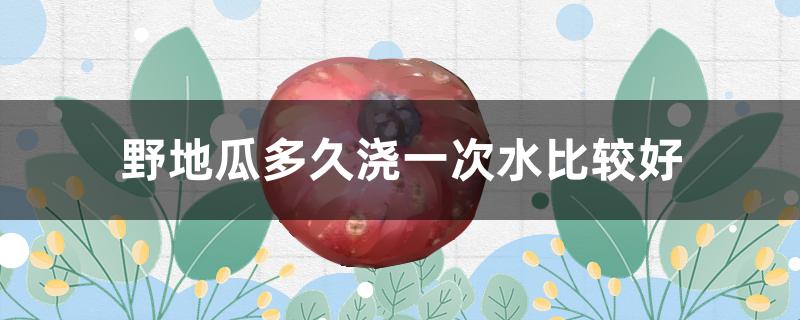 野地瓜多久浇一次水比较好