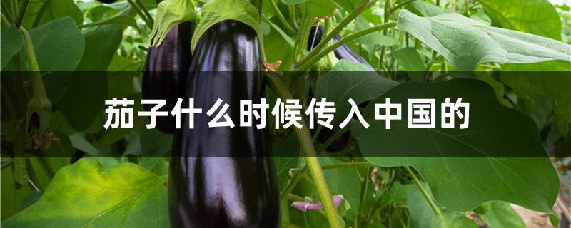 茄子什么时候传入中国的