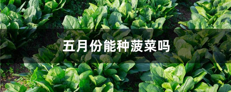 五月份能种菠菜吗