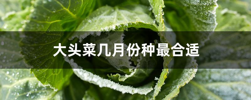 大头菜几月份种最合适