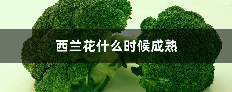 西兰花什么时候成熟