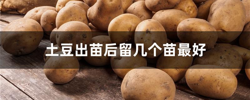 土豆出苗后留几个苗最好