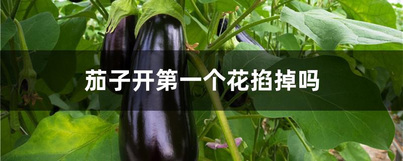 茄子开第一个花掐掉吗