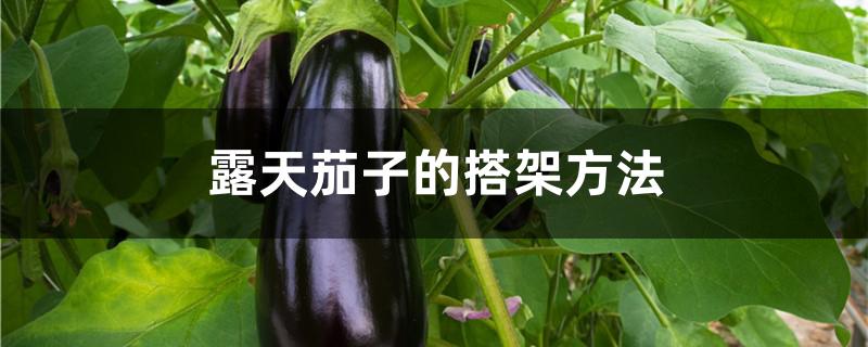 露天茄子的搭架方法