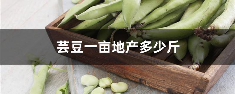 芸豆一亩地产多少斤