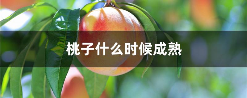 桃子什么时候成熟