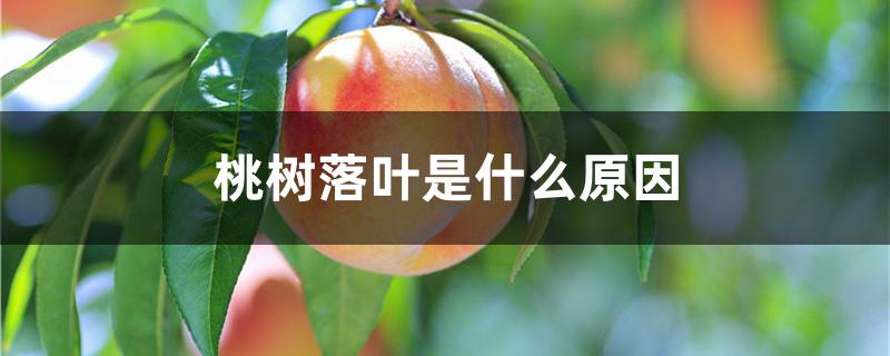 桃树落叶是什么原因