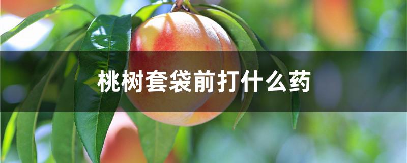 桃树套袋前打什么药
