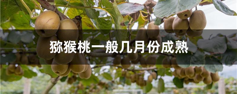猕猴桃一般几月份成熟