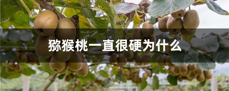 猕猴桃一直很硬为什么