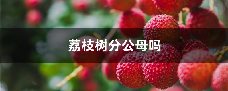 荔枝树分公母吗
