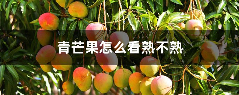 青芒果怎么看熟不熟