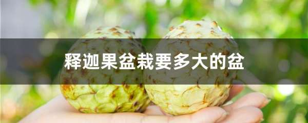 释迦果盆栽要多大的盆
