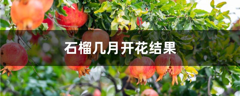 石榴几月开花结果