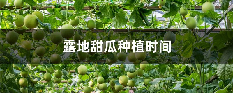 露地甜瓜种植时间