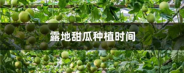 露地甜瓜种植时间
