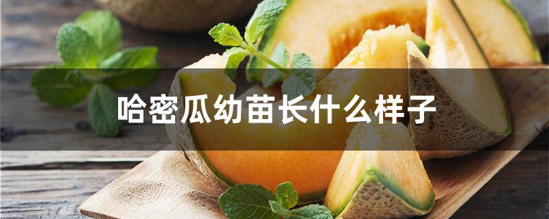 哈密瓜幼苗长什么样子
