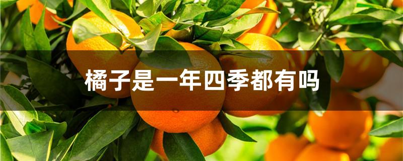 橘子是一年四季都有吗