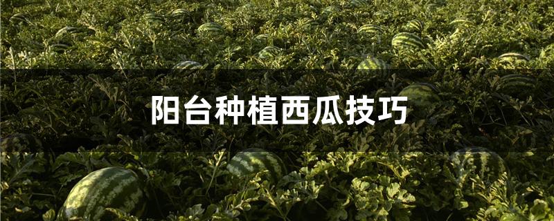 西瓜怎样种植才能高产技术(西瓜怎样种植才能高产技术视频)