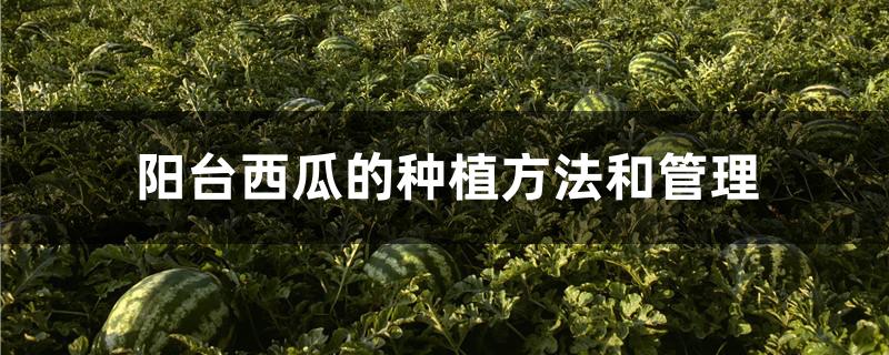 关于西瓜怎么种植方法如下的信息