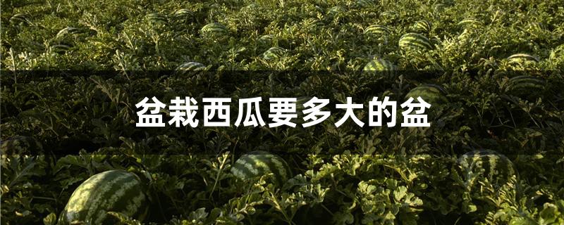 盆栽西瓜要多大的盆