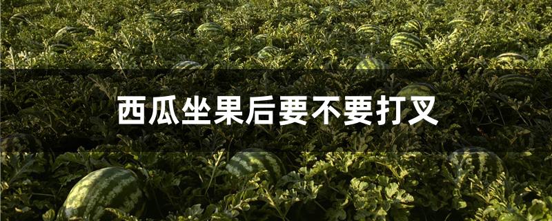 西瓜坐果后要不要打叉