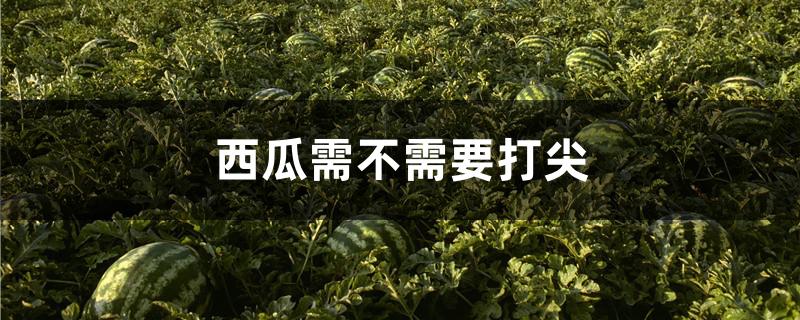 西瓜需不需要打尖