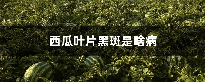 西瓜叶片黑斑是啥病