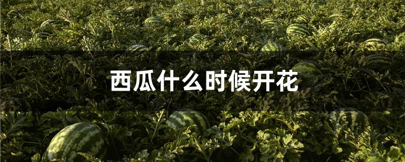 西瓜什么时候开花